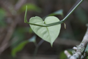 Monstera florescanoana